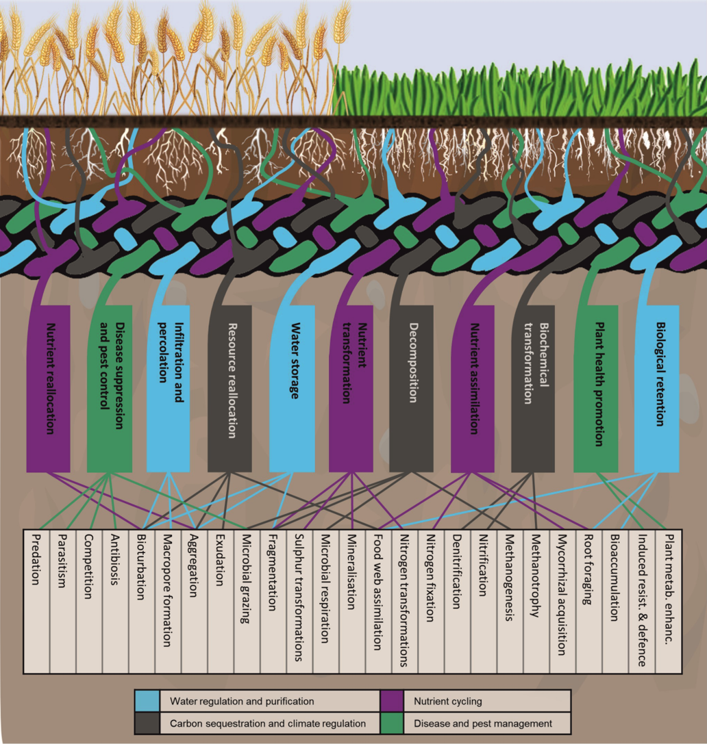 The life of soils: Integrating the who and how of multifunctionality